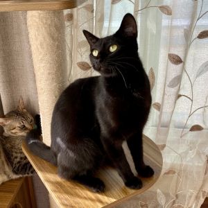 Vanya is a beautiful regal cat with sleek black fur reminiscent of her distant 