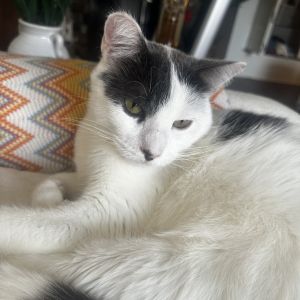 Cloudy is an incredibly sweet and gentle boy kitty Hes shy when he first meets