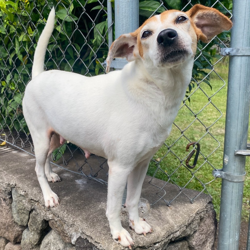 Princess, an adoptable Jack Russell Terrier in Keaau, HI, 96749 | Photo Image 1