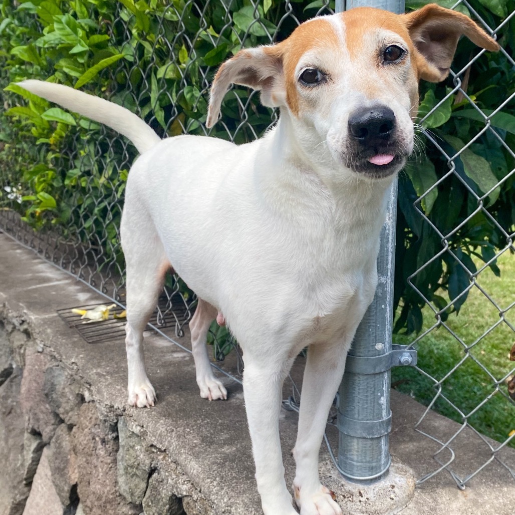 Princess, an adoptable Jack Russell Terrier in Keaau, HI, 96749 | Photo Image 2