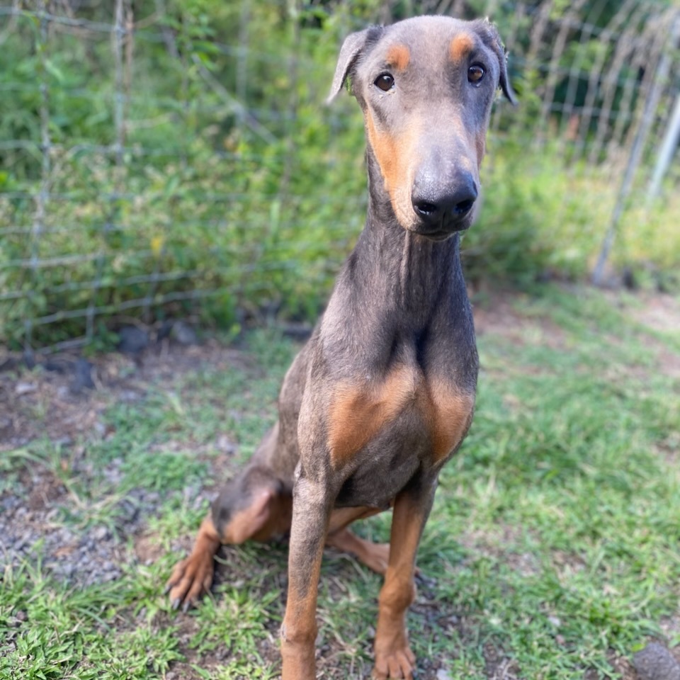 Dixie, an adoptable Doberman Pinscher in Keaau, HI, 96749 | Photo Image 1