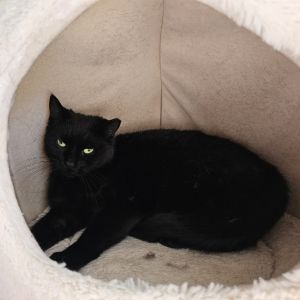 Meet Mochi This sweet girl is feeling very nervous and loves to be in her kitty bed making it a