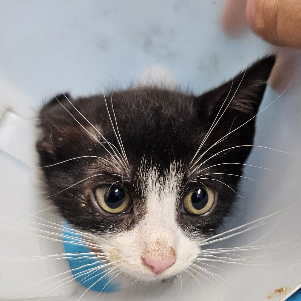 Berliz, an adoptable Domestic Short Hair in Guaynabo, PR, 00969 | Photo Image 1