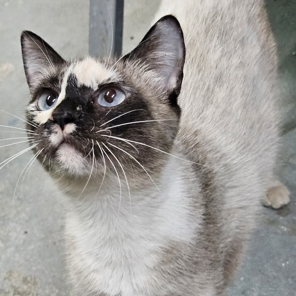 Amadis, an adoptable American Shorthair, Siamese in Guaynabo, PR, 00969 | Photo Image 1