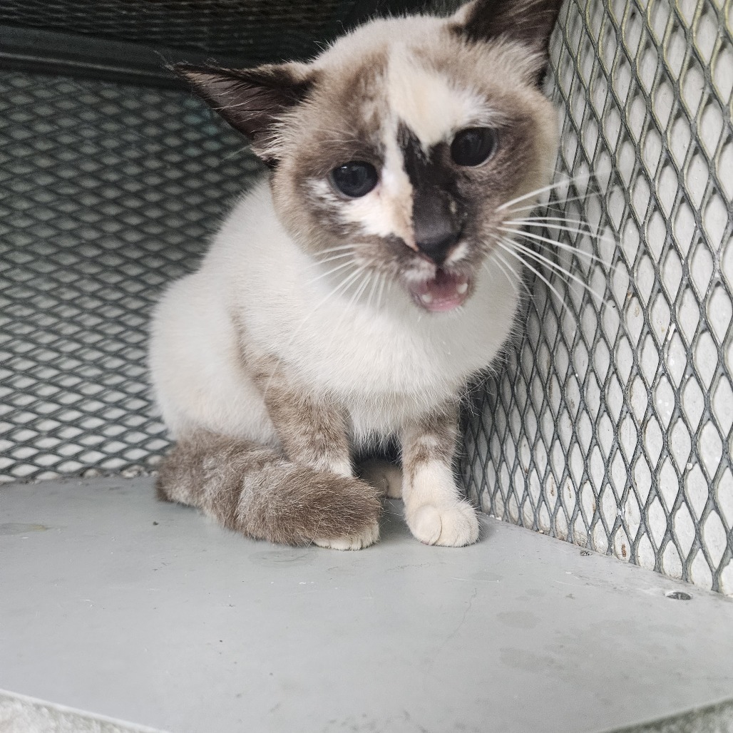 Amadis, an adoptable American Shorthair, Siamese in Guaynabo, PR, 00969 | Photo Image 2