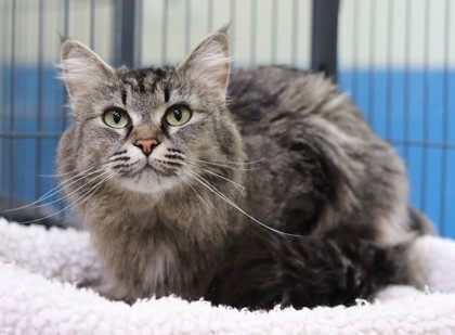 Viola, an adoptable Domestic Medium Hair, Domestic Short Hair in Walla Walla, WA, 99362 | Photo Image 1