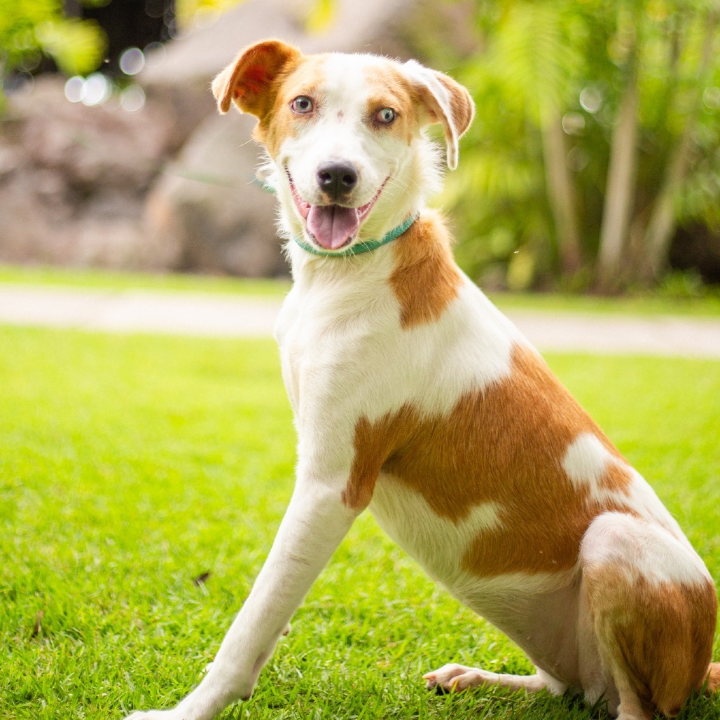 Penny, an adoptable Mixed Breed in Kailua Kona, HI, 96740 | Photo Image 1
