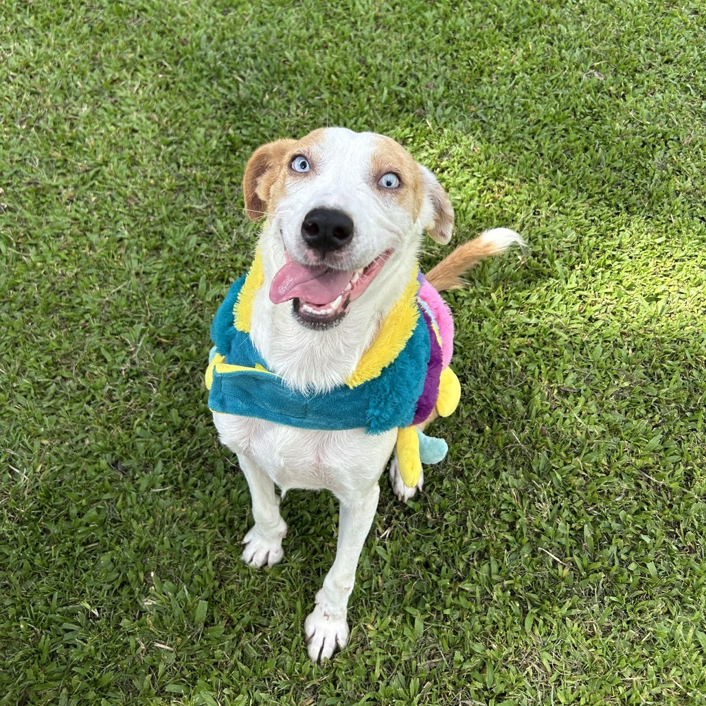 Penny, an adoptable Mixed Breed in Kailua Kona, HI, 96740 | Photo Image 1