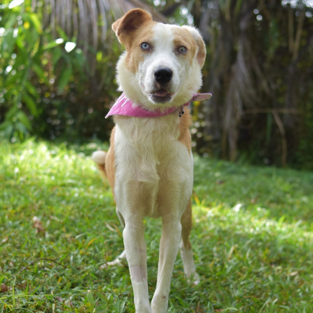 Penny, an adoptable Mixed Breed in Kailua Kona, HI, 96740 | Photo Image 2
