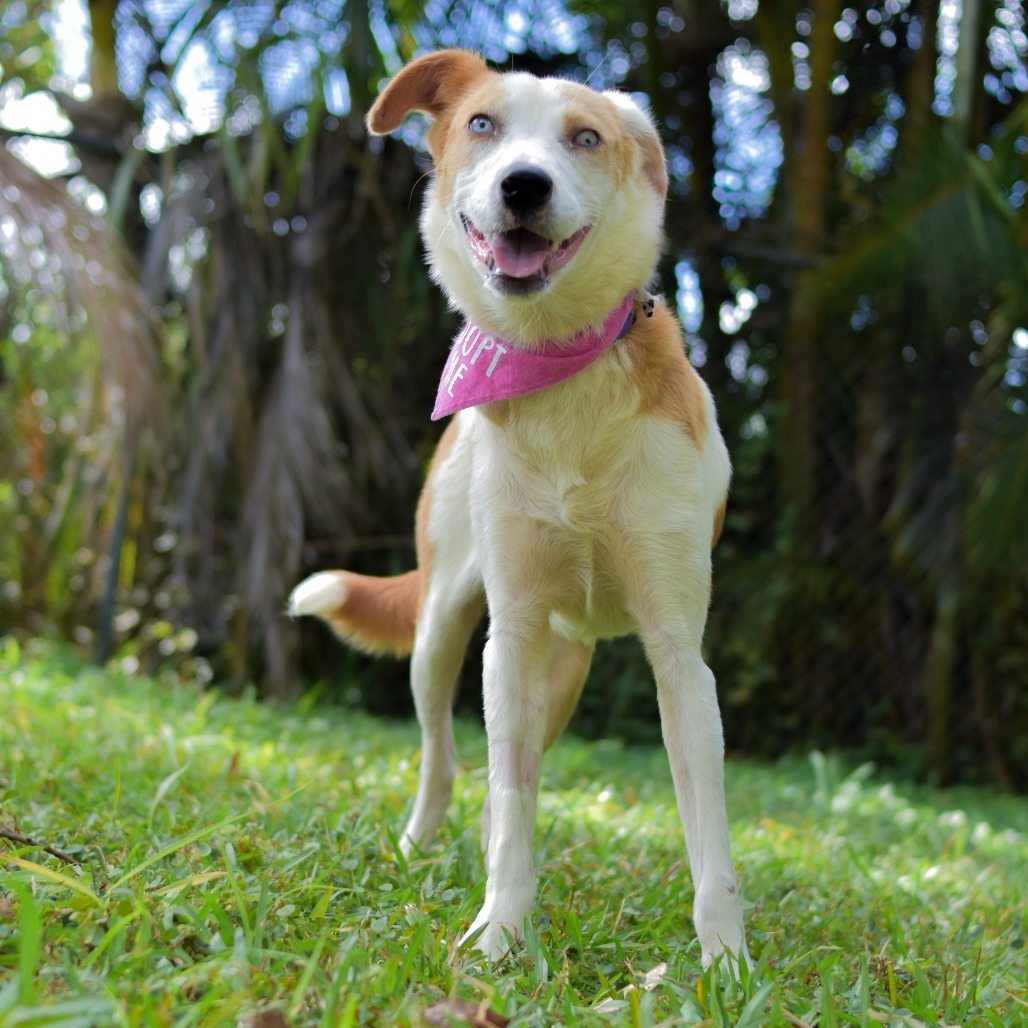 Penny, an adoptable Mixed Breed in Kailua Kona, HI, 96740 | Photo Image 3