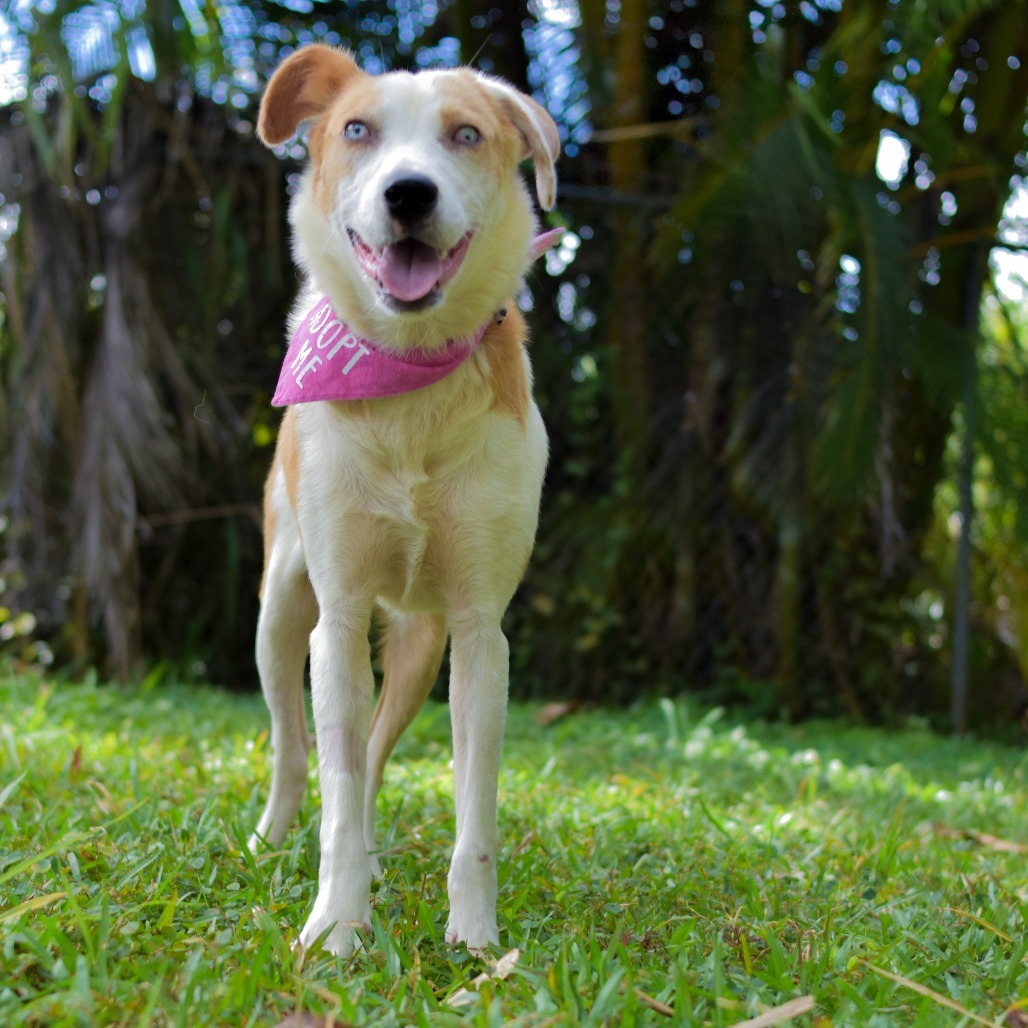Penny, an adoptable Mixed Breed in Kailua Kona, HI, 96740 | Photo Image 4