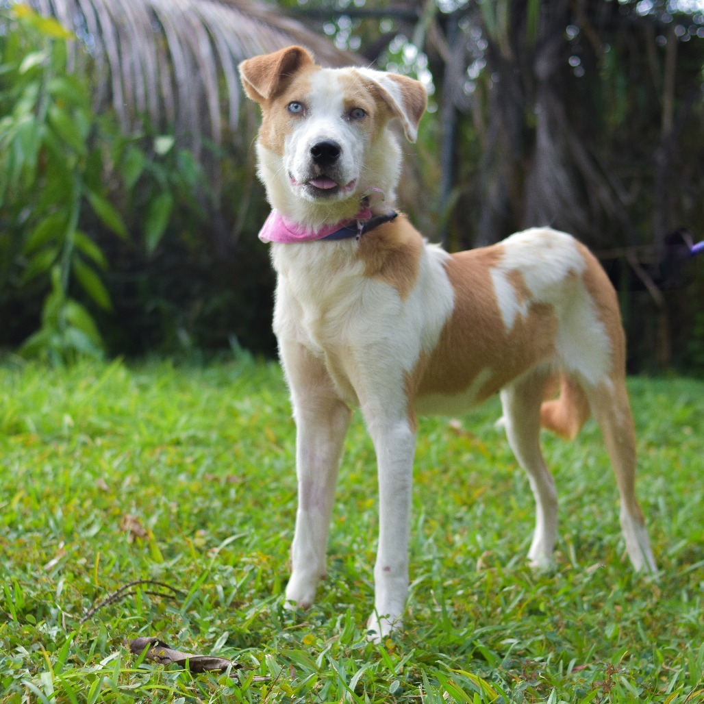 Penny, an adoptable Mixed Breed in Kailua Kona, HI, 96740 | Photo Image 5