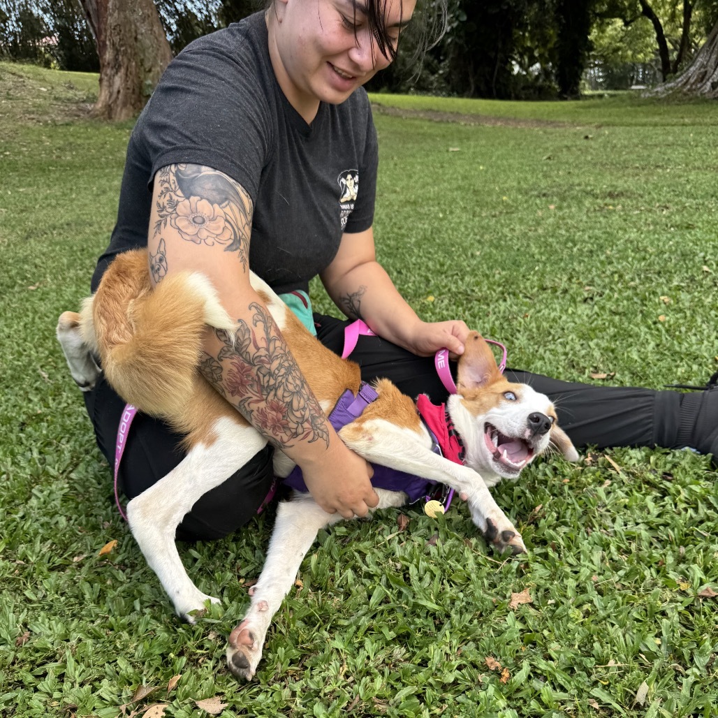 Penny, an adoptable Mixed Breed in Kailua Kona, HI, 96740 | Photo Image 6