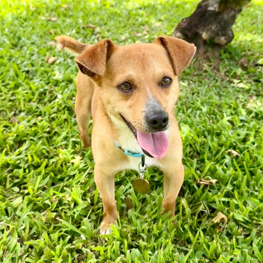 Davy, an adoptable Mixed Breed in Kailua Kona, HI, 96740 | Photo Image 1