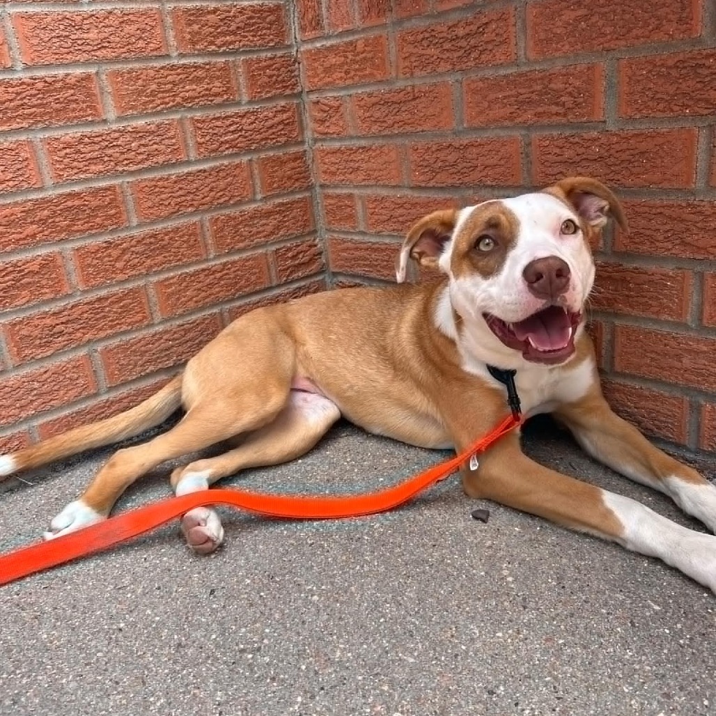 Breeze, an adoptable Pit Bull Terrier in Garden City, KS, 67846 | Photo Image 1