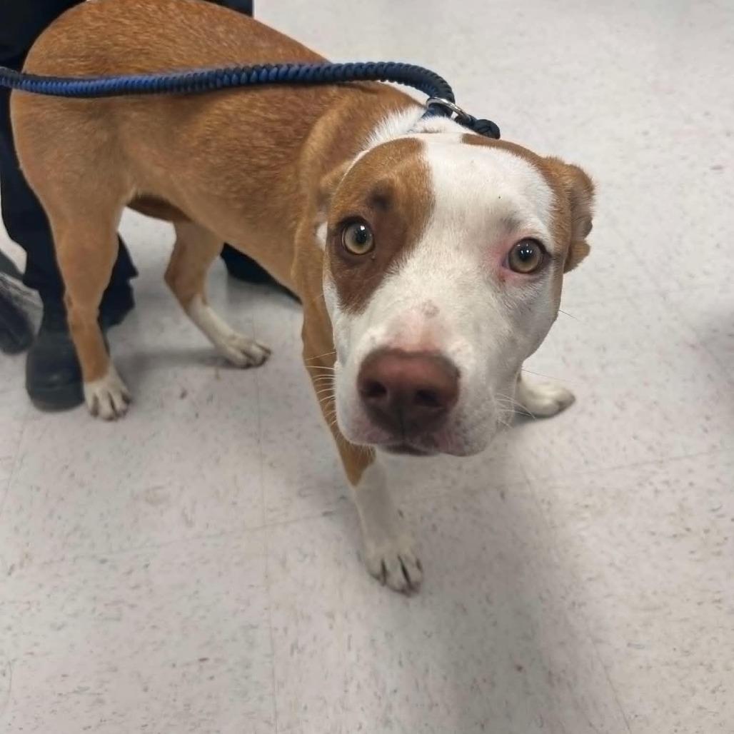 Breeze, an adoptable Pit Bull Terrier in Garden City, KS, 67846 | Photo Image 2