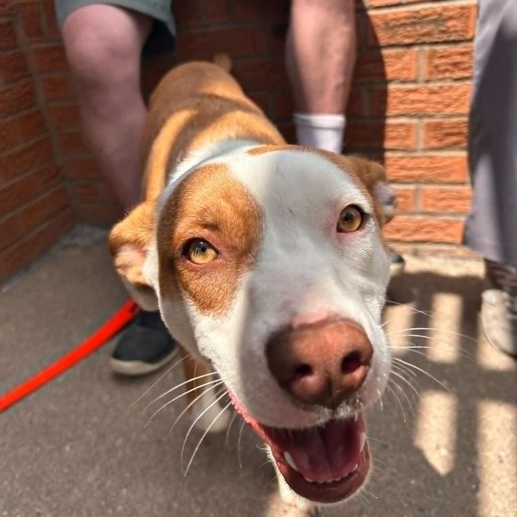 Breeze, an adoptable Pit Bull Terrier in Garden City, KS, 67846 | Photo Image 3
