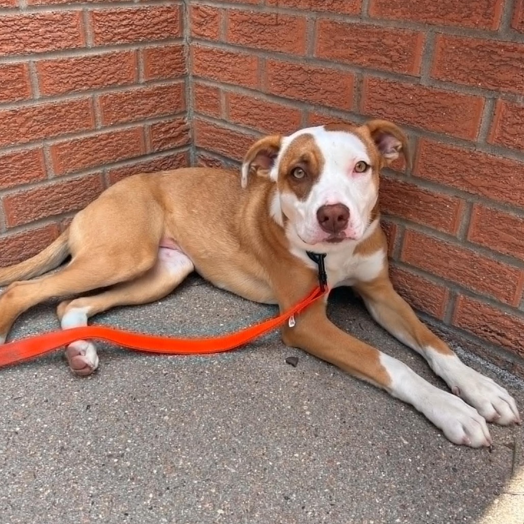Breeze, an adoptable Pit Bull Terrier in Garden City, KS, 67846 | Photo Image 4