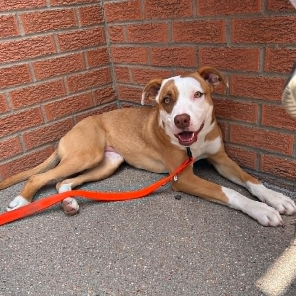 Breeze, an adoptable Pit Bull Terrier in Garden City, KS, 67846 | Photo Image 5