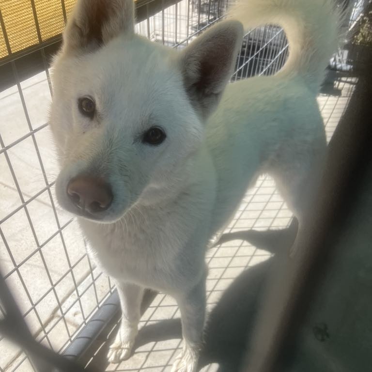 Lobo Blanco, an adoptable Husky in Garden City, KS, 67846 | Photo Image 1