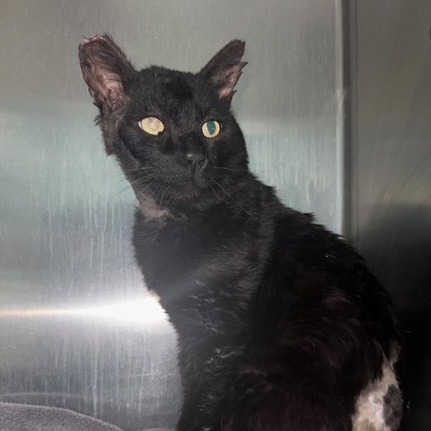 Pacha, an adoptable Domestic Short Hair in Las Vegas, NV, 89128 | Photo Image 2