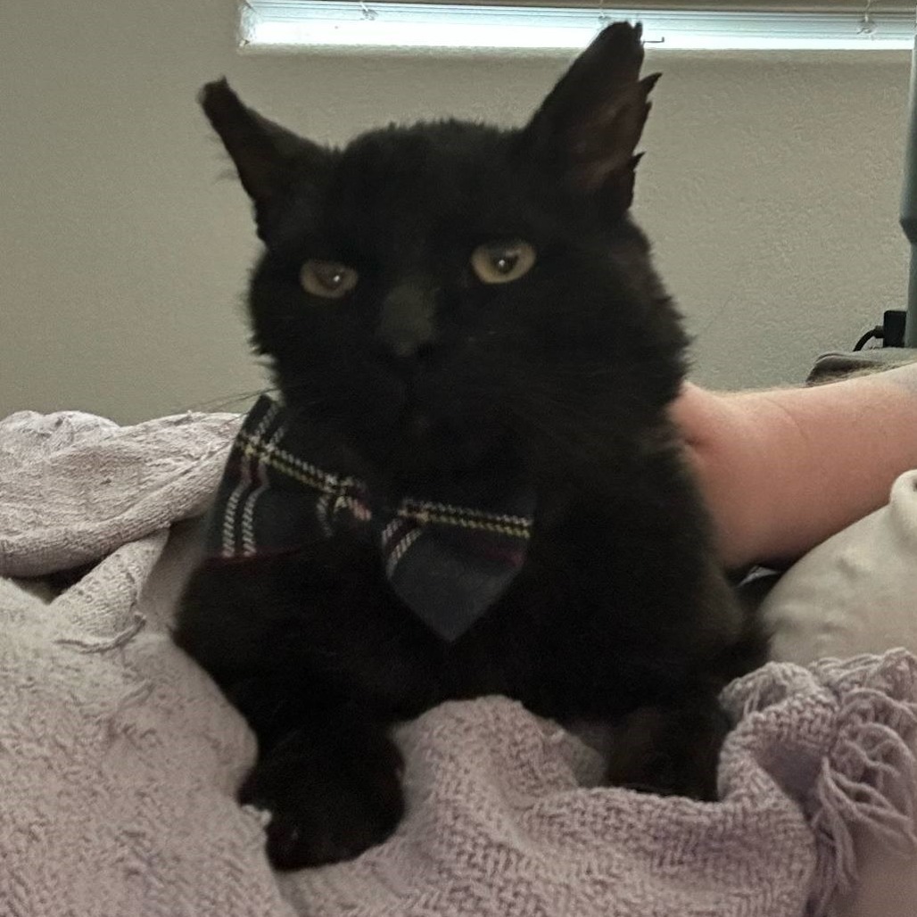 Pacha, an adoptable Domestic Short Hair in Las Vegas, NV, 89128 | Photo Image 3