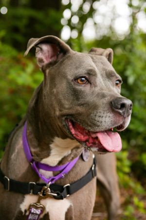 What my friends at Seattle Humane say about me I love going for walks The quickest way to my heart