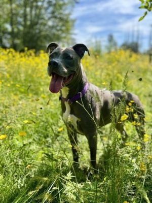 Zeppelin Pit Bull Terrier Dog