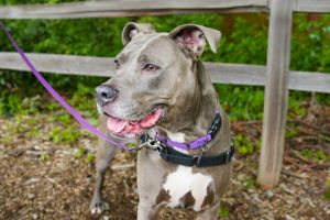 What my friends at Seattle Humane say about me I love going for walks and car rides The quickest w