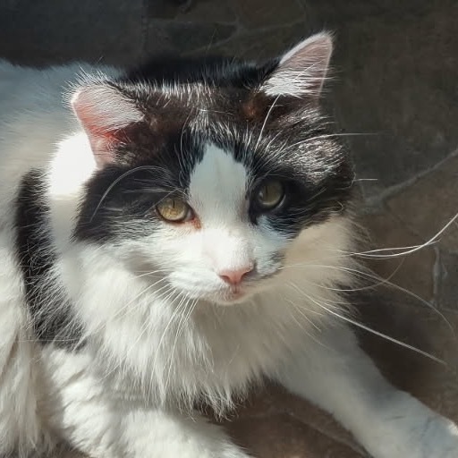 Merle, an adoptable Domestic Long Hair in Baker City, OR, 97814 | Photo Image 1