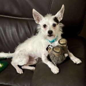 Adam Driver 12851 Parson Russell Terrier Dog