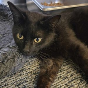 Melody, Young Female Domestic Short Hair