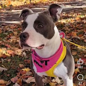 Sophia, Adult Female Pit Bull Terrier