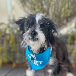 Razzle Dazzle (aka Suzie Q), Senior Female Terrier