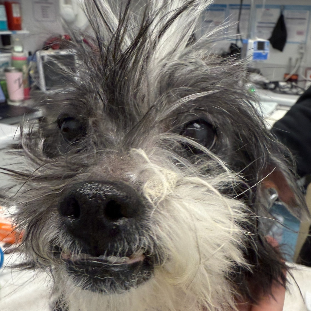 Razzle Dazzle (aka Suzie Q), an adoptable Poodle, Maltese in Pacific Grove, CA, 93950 | Photo Image 2