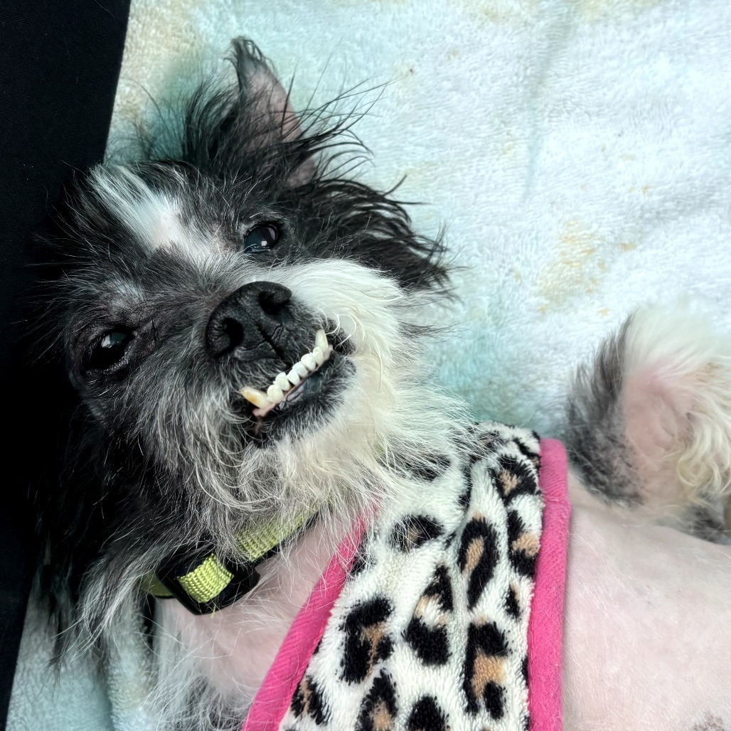 Razzle Dazzle (aka Suzie Q), an adoptable Poodle, Maltese in Pacific Grove, CA, 93950 | Photo Image 3