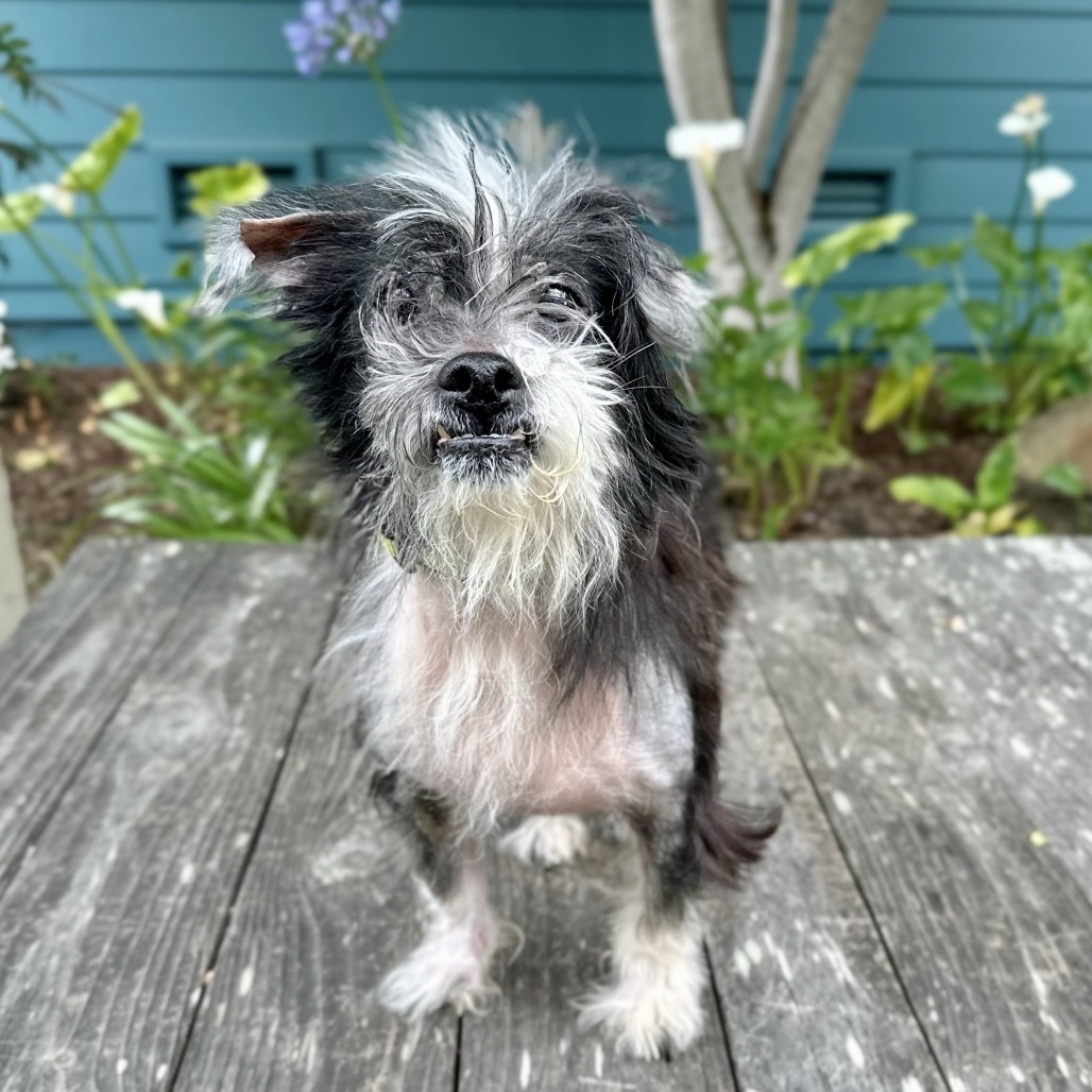 Razzle Dazzle (aka Suzie Q), an adoptable Poodle, Maltese in Pacific Grove, CA, 93950 | Photo Image 4