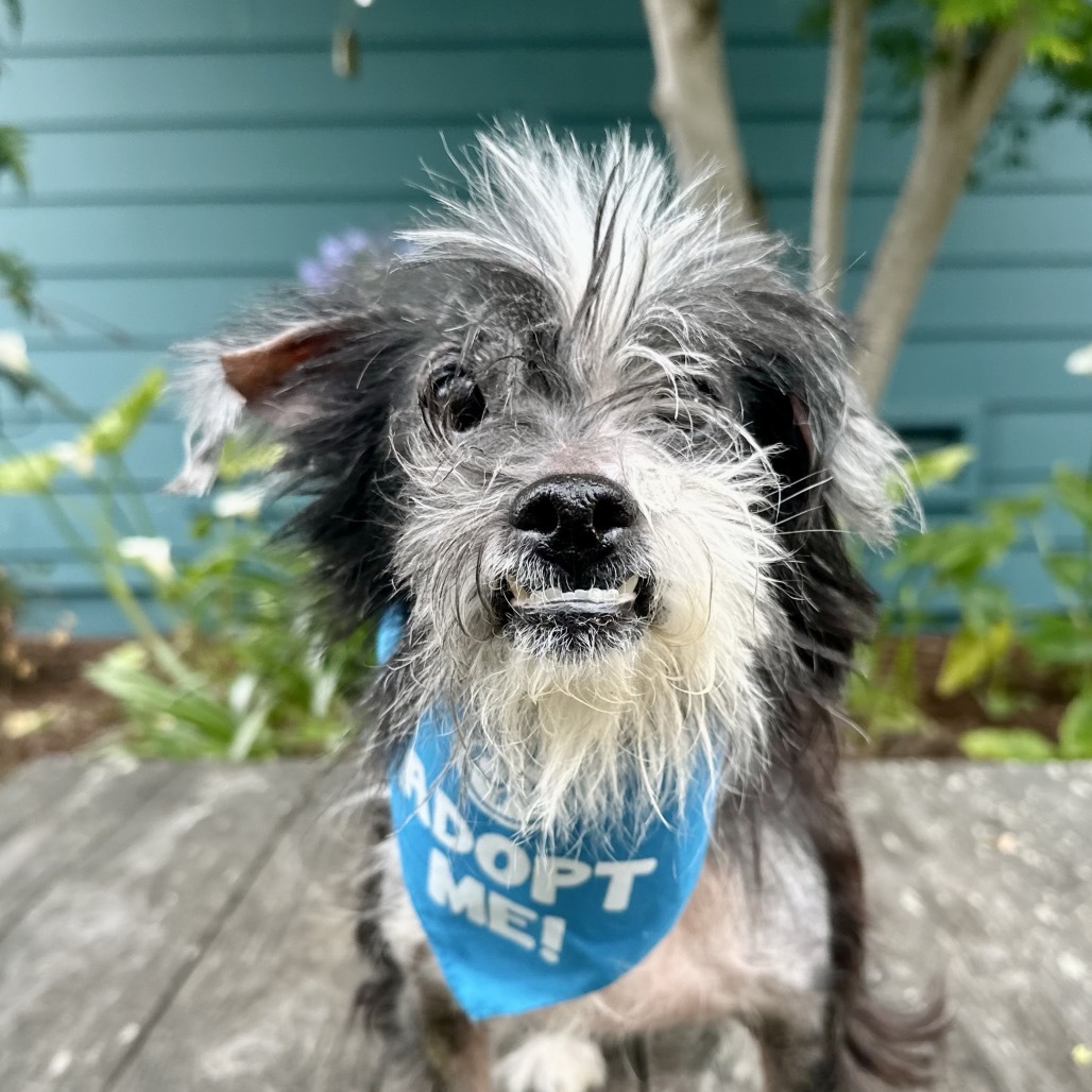 Razzle Dazzle (aka Suzie Q), an adoptable Poodle, Maltese in Pacific Grove, CA, 93950 | Photo Image 6