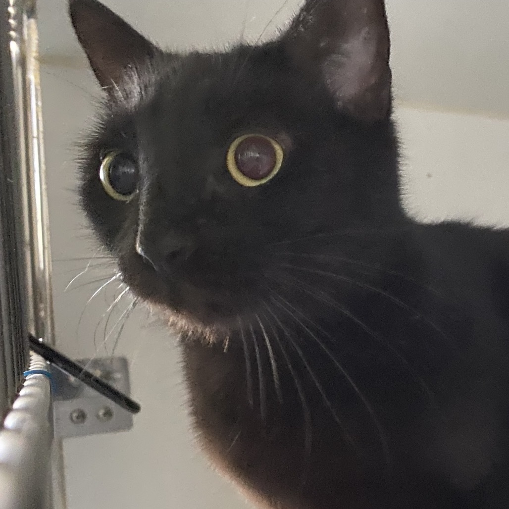 Fiona