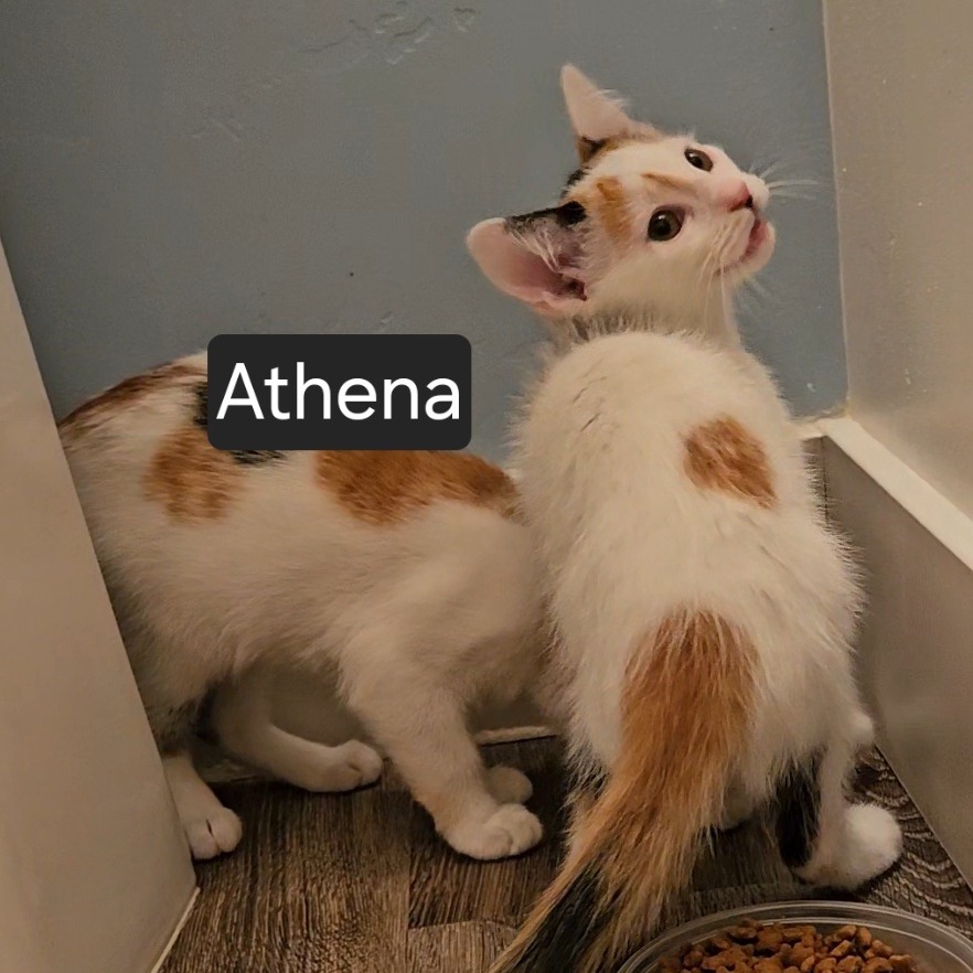 Athena Orr