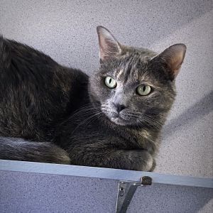 Savannah Slim, Senior Female Domestic Short Hair