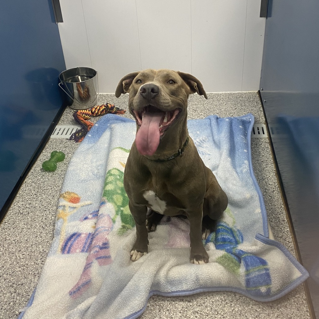 Sauna, an adoptable Pit Bull Terrier in Saskatoon, SK, S7K 3S9 | Photo Image 1
