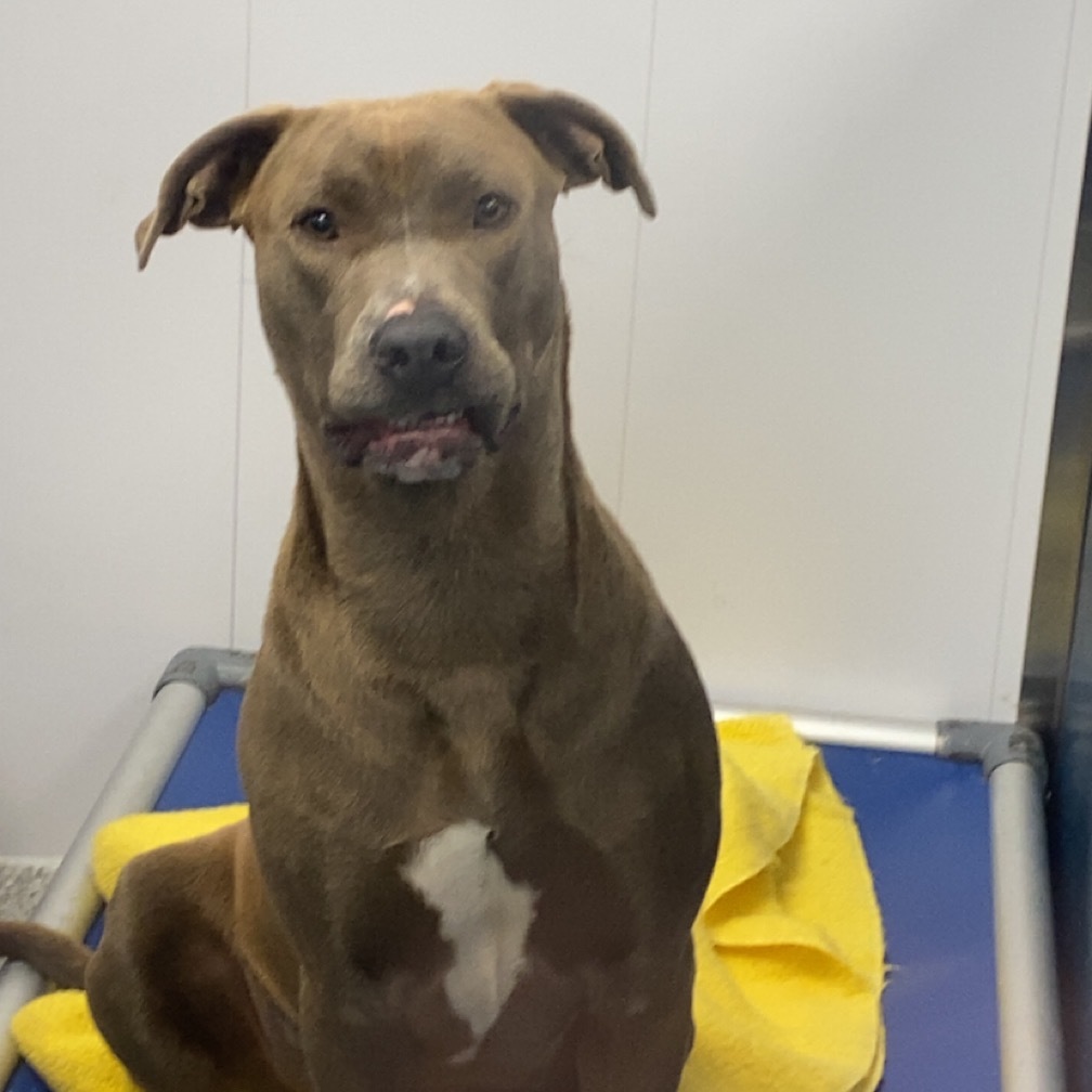 Sauna, an adoptable Pit Bull Terrier in Saskatoon, SK, S7K 3S9 | Photo Image 2