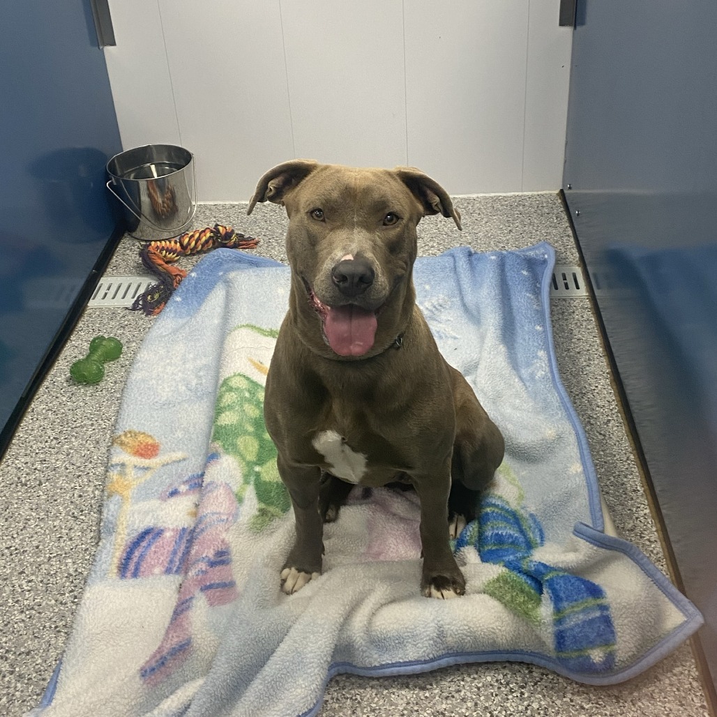 Sauna, an adoptable Pit Bull Terrier in Saskatoon, SK, S7K 3S9 | Photo Image 3