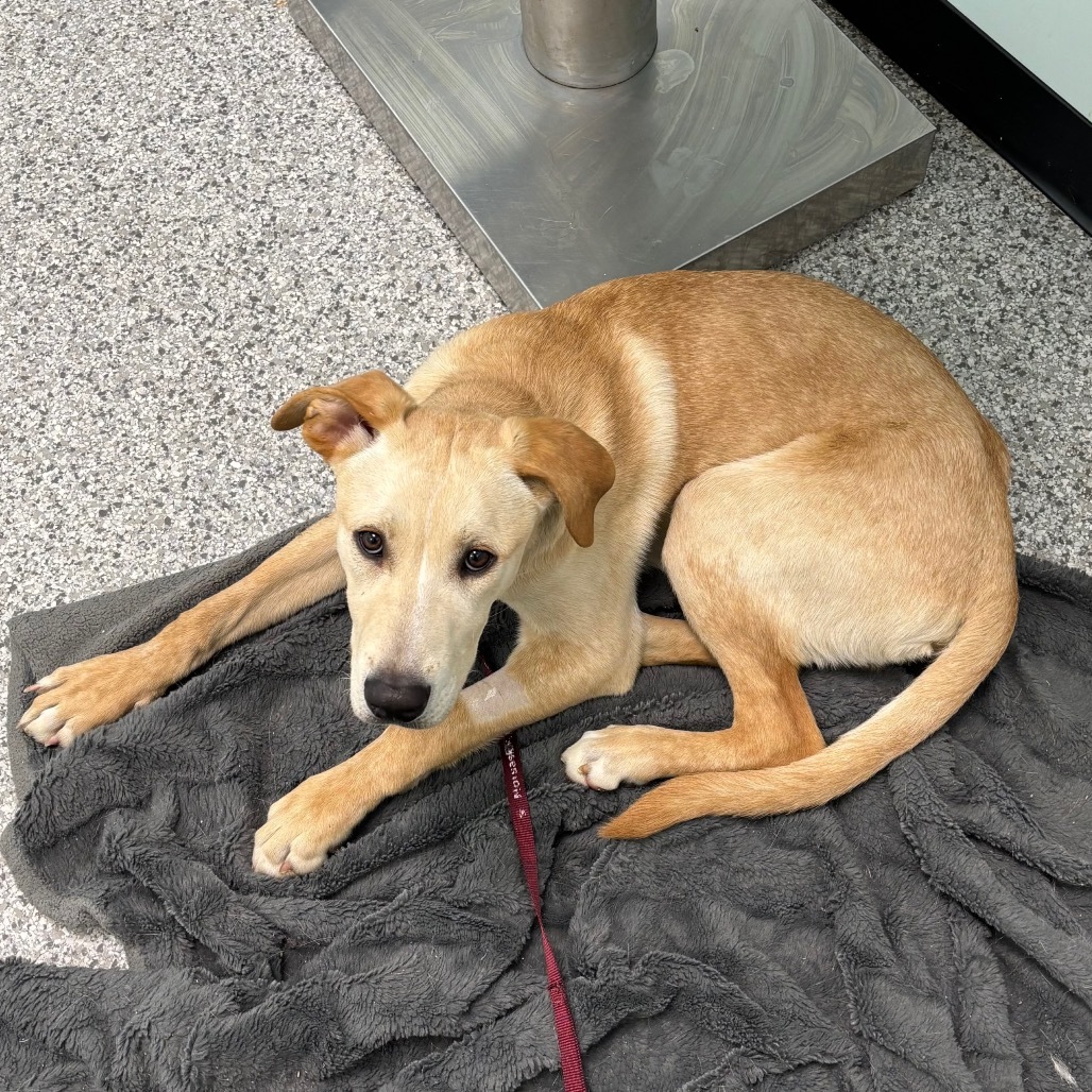 Goose, an adoptable Yellow Labrador Retriever in Saskatoon, SK, S7K 3S9 | Photo Image 1