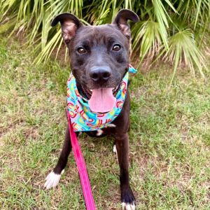 Manila Luzon, Adult Male Pit Bull Terrier