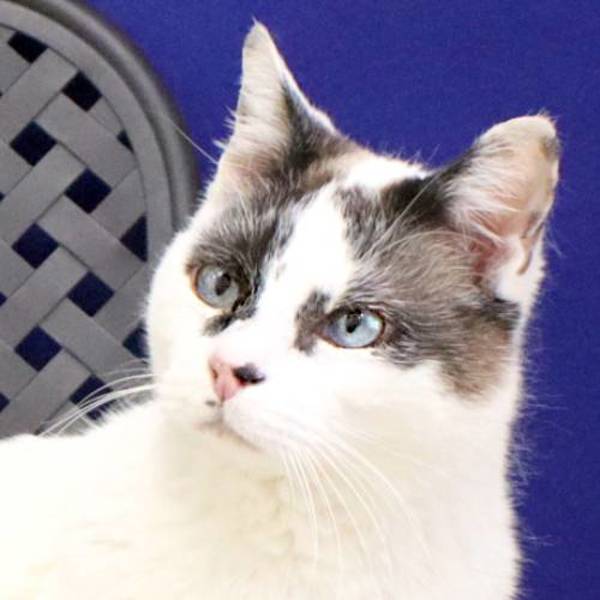 Mister Tulip, an adoptable Domestic Short Hair in Midland, TX, 79706 | Photo Image 1