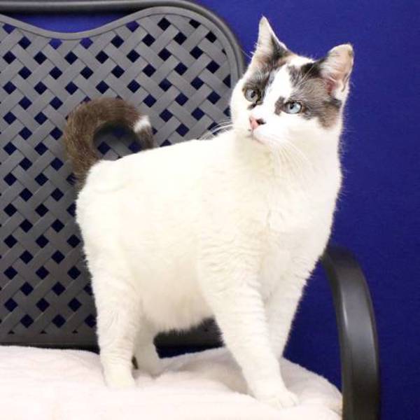 Mister Tulip, an adoptable Domestic Short Hair in Midland, TX, 79706 | Photo Image 2