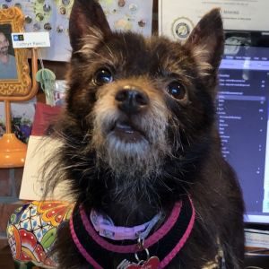 Healthy Fully vaccinated Spayedneutered Dog-friendly Cat-friendly Very friendly and outgoing This 