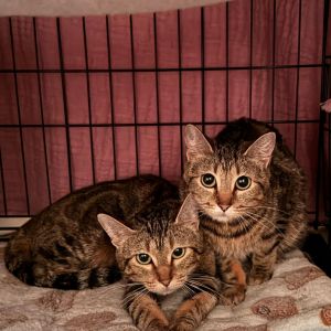 Louise, Young Female Domestic Short Hair